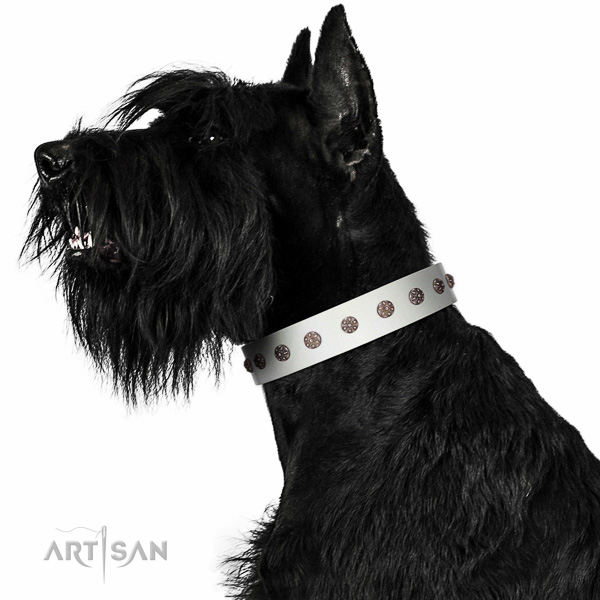 Top-notch quality walking leather Riesenschnauzer
collar