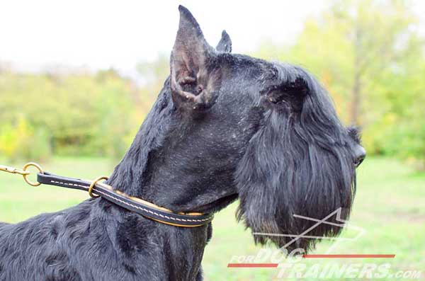 Choke Riesenschnauzer Collar Obedience Training