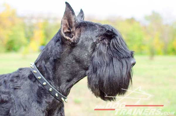 Walking Riesenschnauzer Collar Leather Handset Nickel Spikes