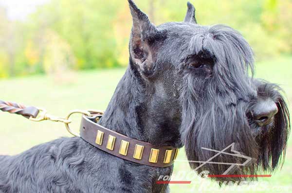 Leather Riesenschnauzer Collar Brass Plates Decor