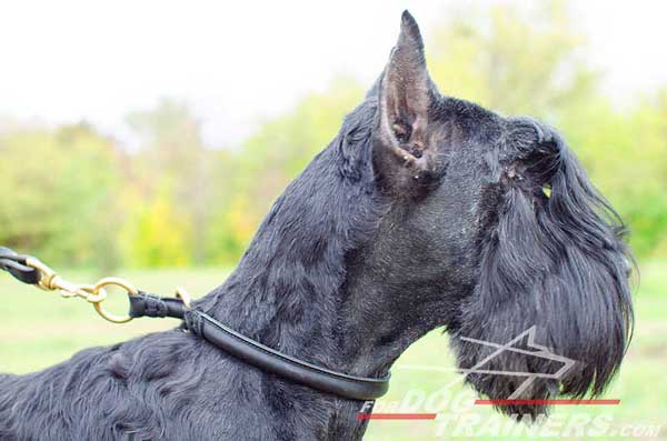 Riesenschnauzer Leather Choke Collar