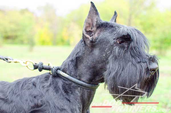 Reliable Round Leather Choke Collar for Riesenschnauzer Walking and Training