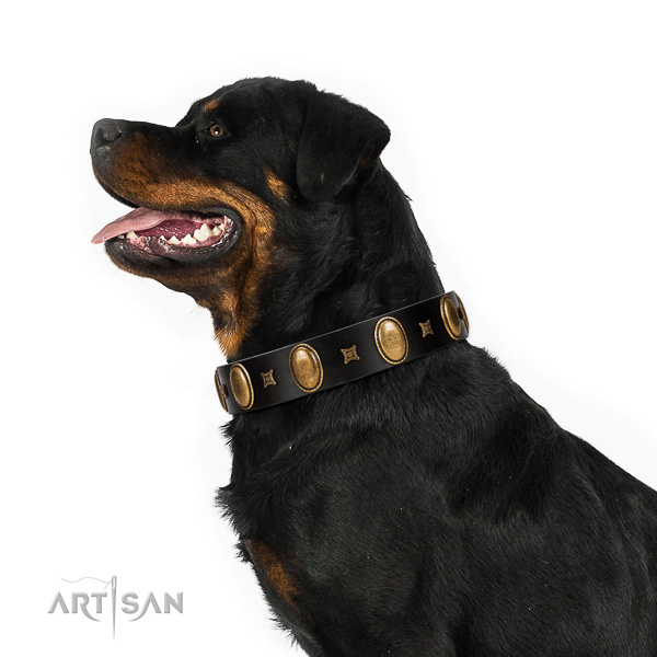 Extraordinary walking black leather Rottweiler collar
with chic decorations