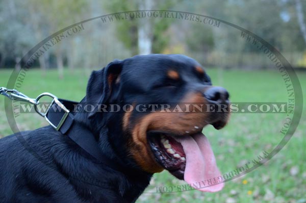 Walking Rottweiler Collar Nylon Classic Design