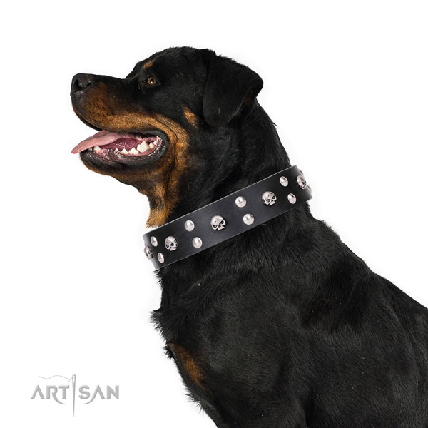 Rottweiler stunning full grain genuine leather dog collar with embellishments