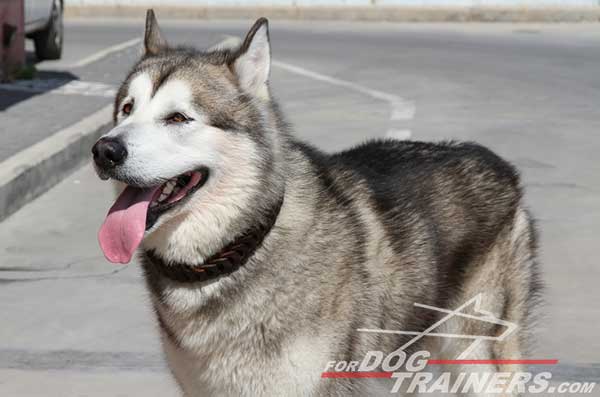 Siberian Husky Choke Collar for training