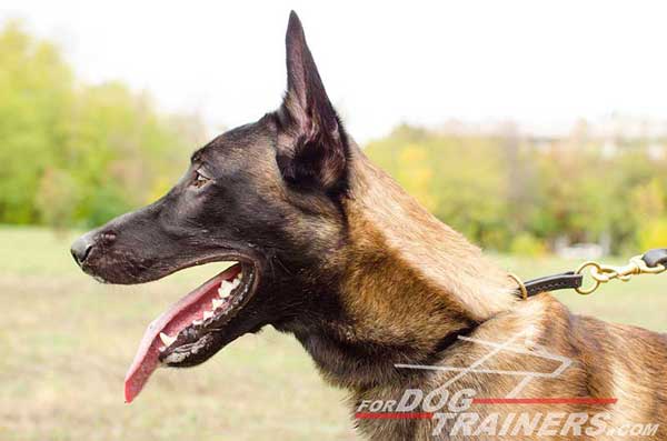 Leather Choke Belgian Malinois Collar for Obedience Training