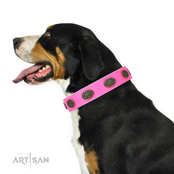 Swiss Mountain Dog walking dog collar of fine quality genuine leather