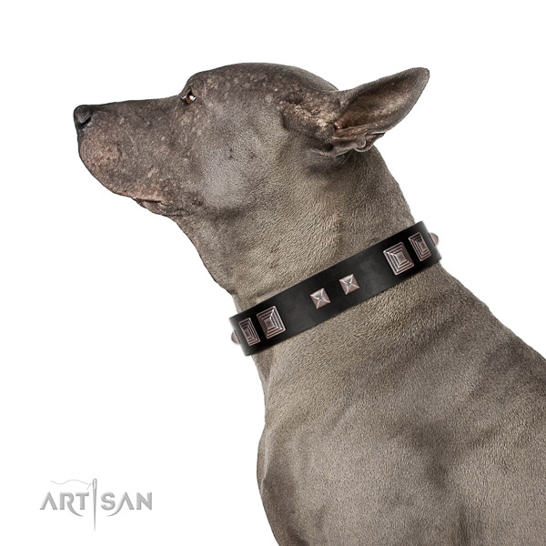 Extraordinary walking black leather Thai Ridgeback collar
of premium quality