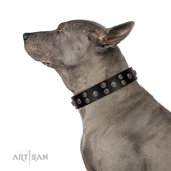 Walking top-notch quality walking leather Thai Rodgeback
collar