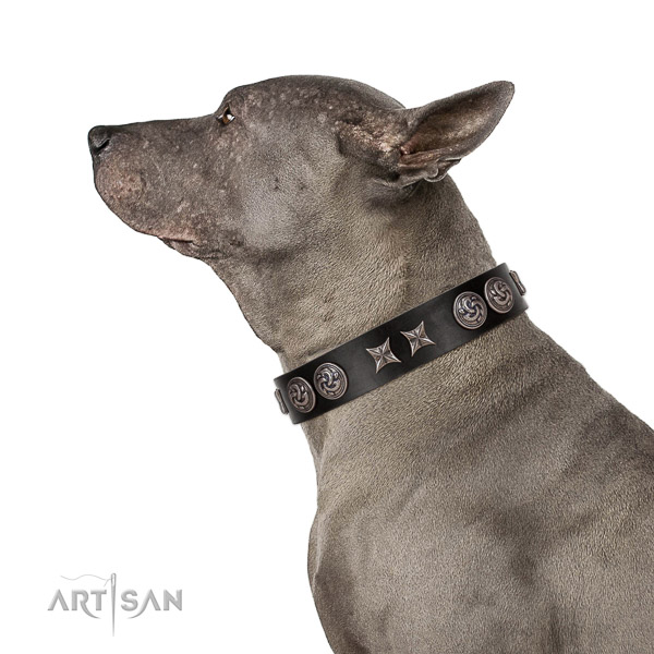 Extraordinary walking black leather Thai Ridgeback collar
with
chic decorations