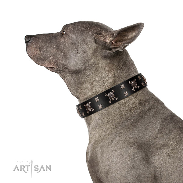 Extraordinary walking black leather Thai Ridgeback collar
with
fabulous decorations