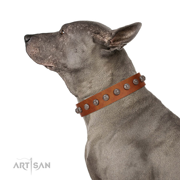 Extraordinary walking tan leather Thai Ridgeback collar
with
cool decorations