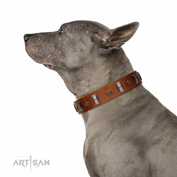 Walking top-notch quality walking leather Thai Ridgeback
collar