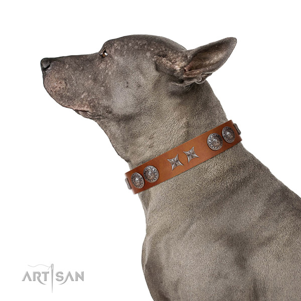 Extraordinary walking tan leather Thai Ridgeback collar
with
chic decorations