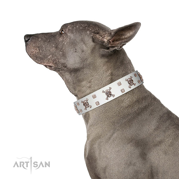 High-quality walking white leather Thai Ridgeback
collar