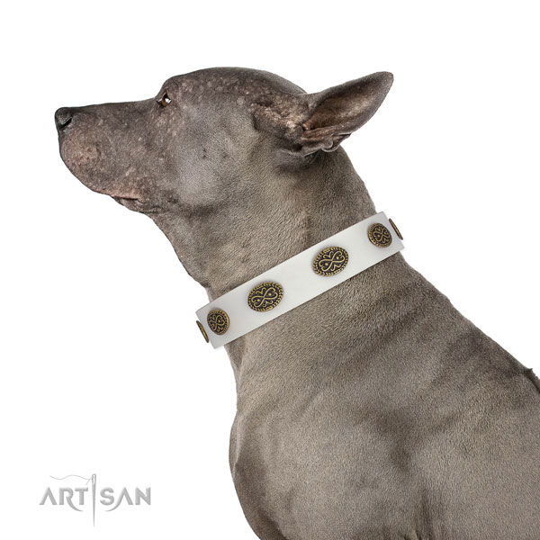 Thai Ridgeback basic training dog collar of comfortable genuine leather