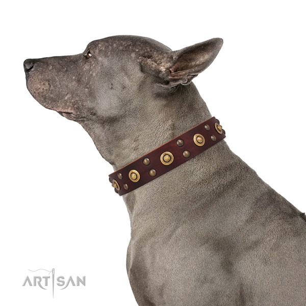 Thai Ridgeback everyday walking dog collar of exquisite quality leather