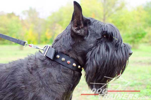 Nylon Dog Collar with Studs