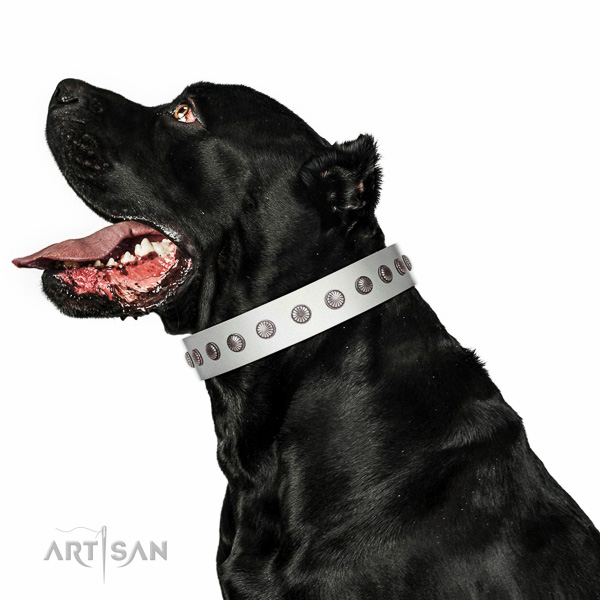 Top-notch quality leather Cane Corso
collar