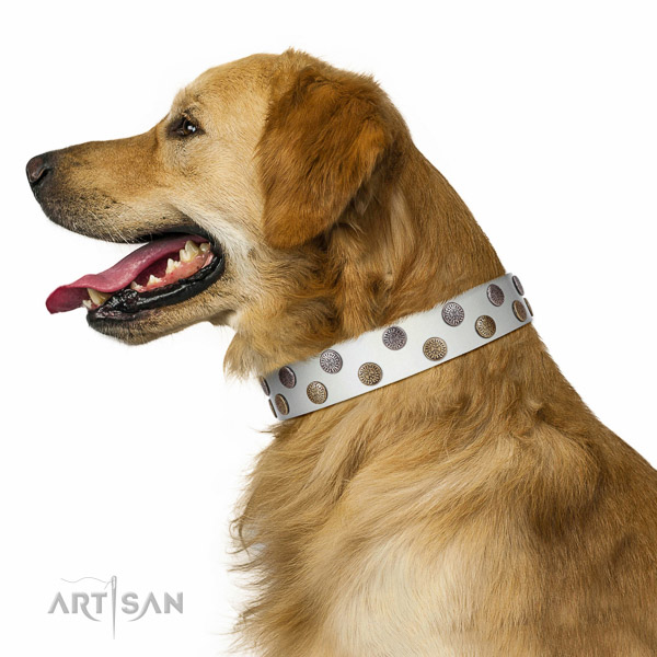 Elegant walking leather Golden Retriever
collar