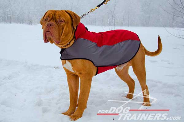 Dogue-de-Bordeaux nylon winter coat