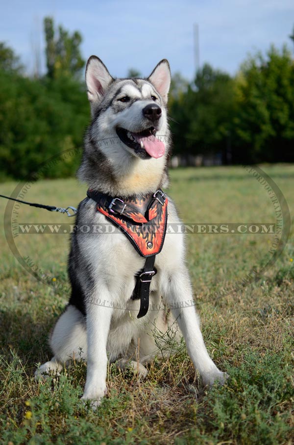 Handpainted Padded Leather Dog Harness for Sharpeis and Other Large Breed Dogs