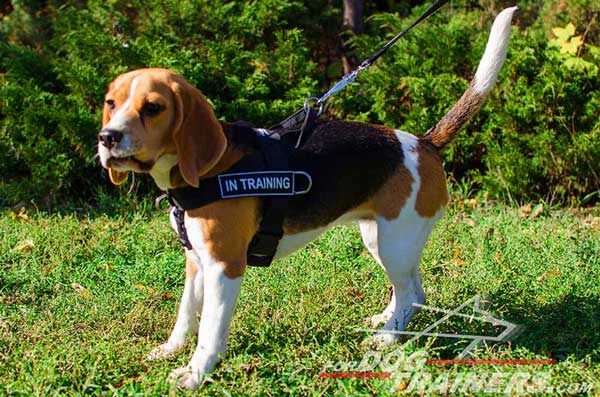 Waterproof Nylon Beagle Leash