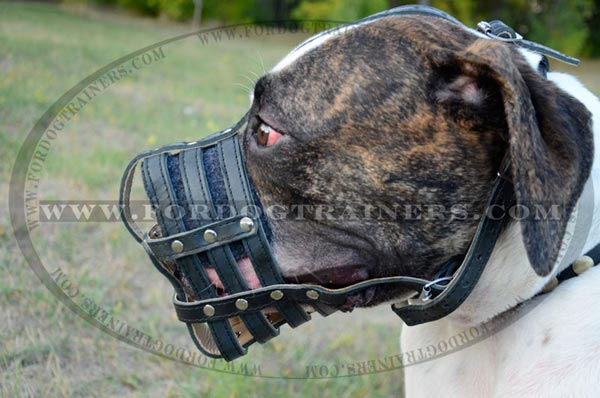 Comfortable American Bulldog Padded Mesh Muzzle