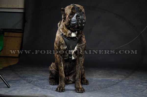 Agitation Cane Corso Muzzle