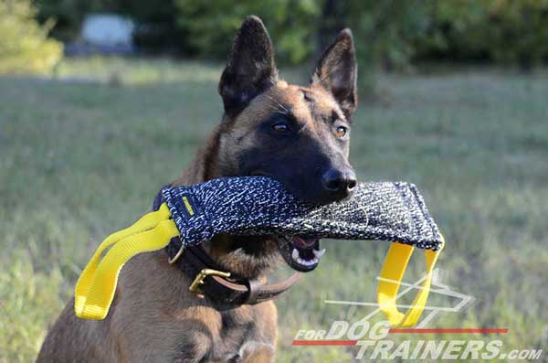 Two Handles Bite Tug for Belgian Malinois 