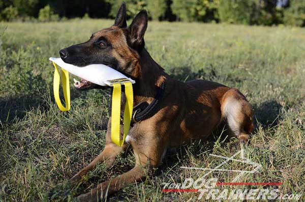 Bite Training Tug for Belgian Malinois