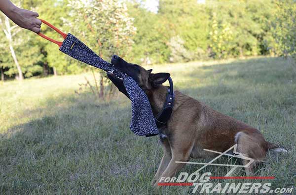 Belgian Malinois