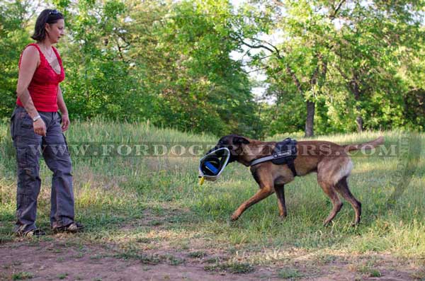 Comfortable to Hold Bite Builder for Belgian Malinois