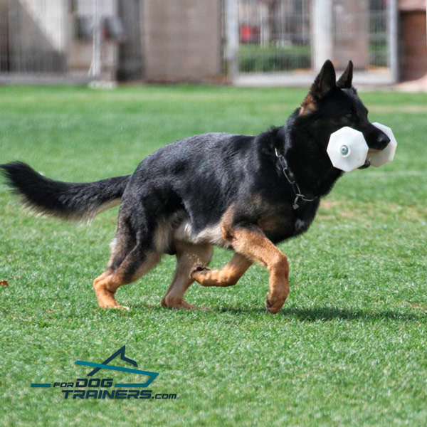 Dog Dumbbell with Removable Plastic Plates