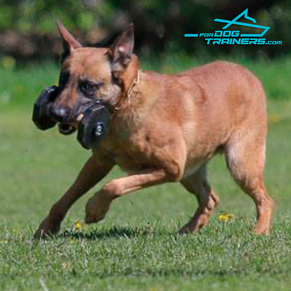 Strong Dog Dumbbell of Dried Wood