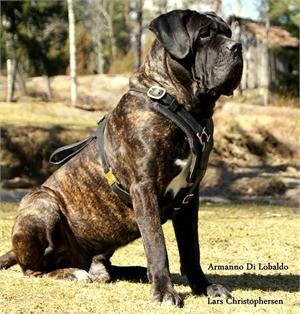 Cane Corso Exclusive Luxury Padded Leather Dog Harness - Click Image to Close