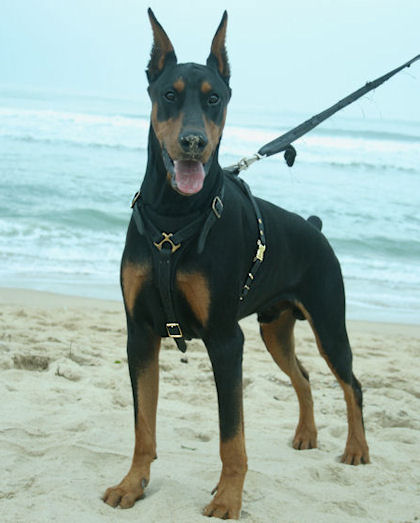 Leather Dog Tracking Harness for Doberman - Click Image to Close