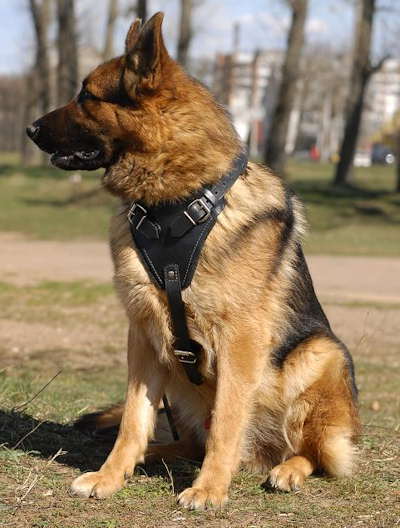 German Shepherd Agitation/Protection Leather Dog Harness - Click Image to Close