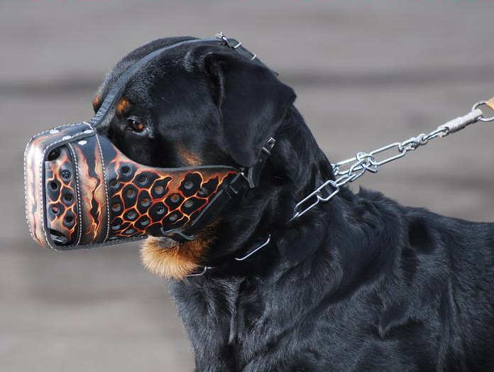 Hand Painted "Magma" Style Leather Dog Muzzle