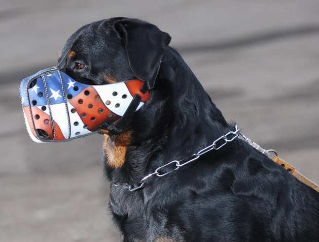 'American Flag' Handpainted Dog Muzzle Provides Safe Training and Walking - Click Image to Close