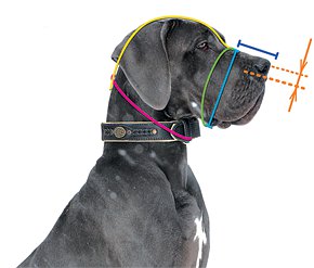 Muzzle Sizing
Diagram