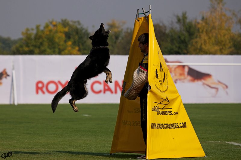 Schutzhund training
standart blind