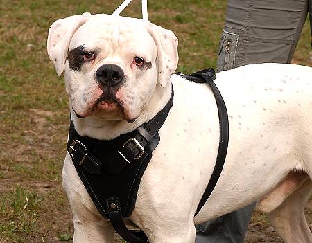 Training Padded Leather Dog Harness Perfect For Your American Bulldog H1