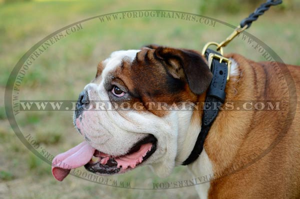 Dog wears Comfy Braided Leather Collar