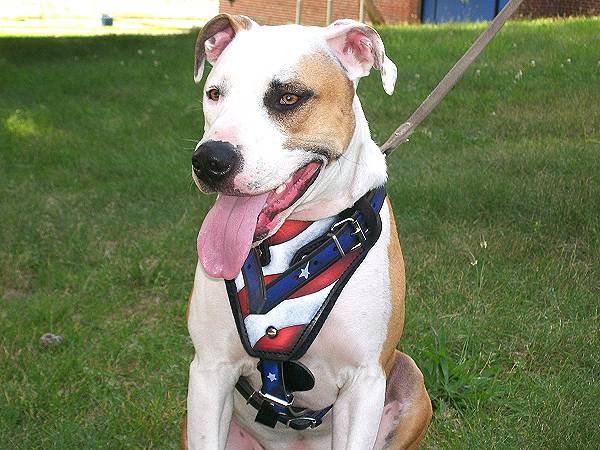 American Flag Leather Dog Harness Handpainted for Walking, Agitation and Protection Work - Click Image to Close