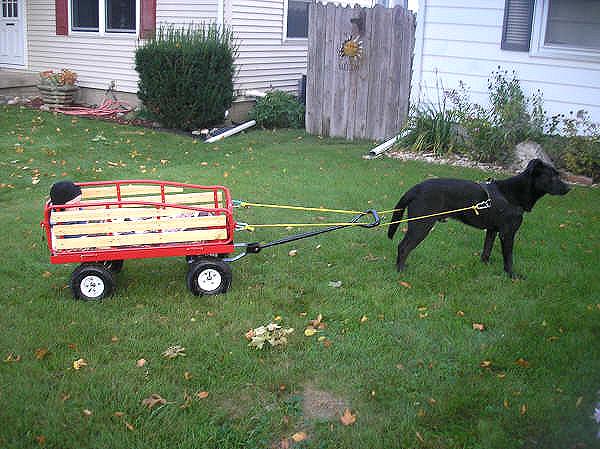 Water-Resistant Heavy-Duty Nylon Dog Harness for Tracking, Pulling and Walking