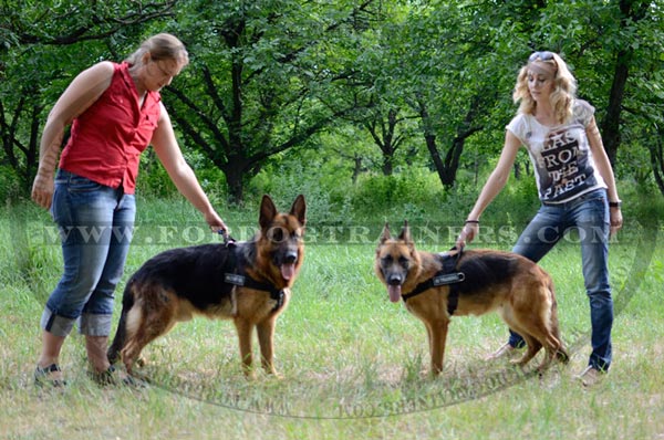 Identification Canine Harness