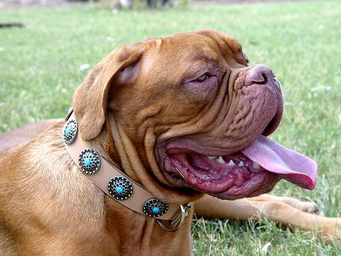 Designer Leather Dog Collar with 2 Rows of Silvery Spikes