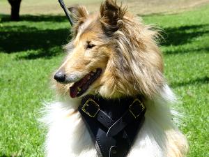 Agitation Leather Dog Harness Padded